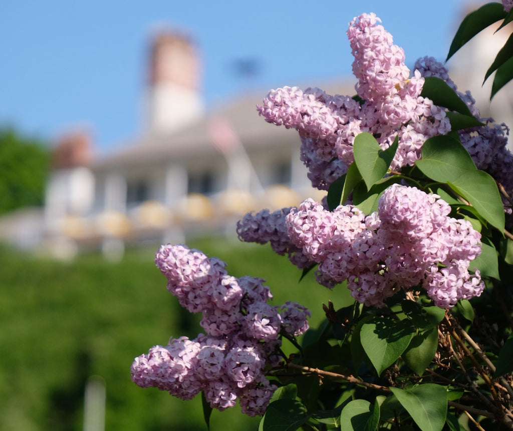 A Lilac Celebration